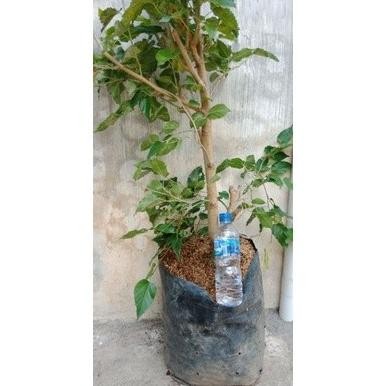 Sale Bibit Tanaman Bahan Bonsai Murbei/Murbei Batang Besar/Indukan