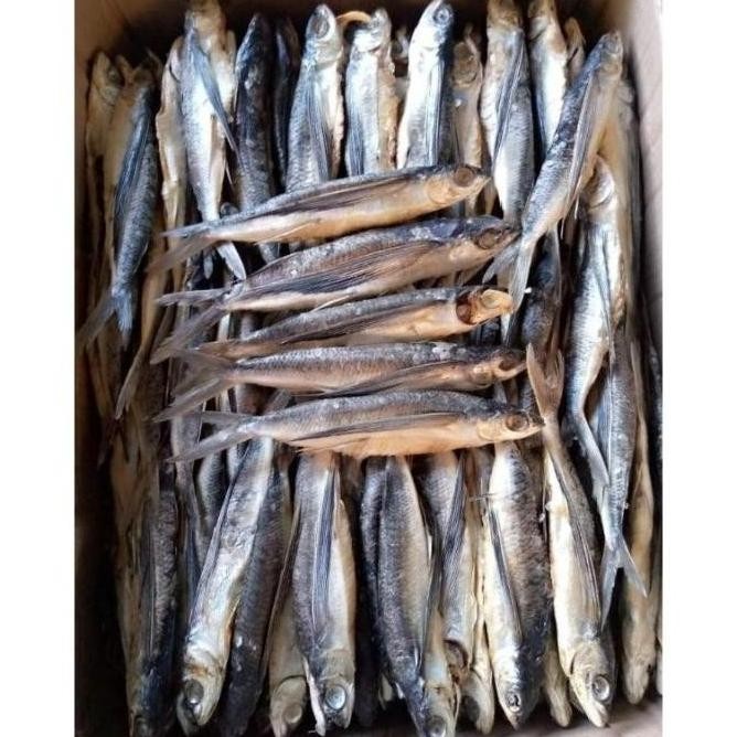

Sale Ikan Kering Terbang Dari Sulawesi Barat