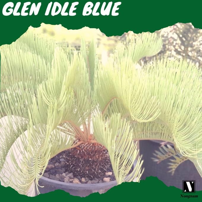 RARE [BIBIT TANAMAN LANGKA SIKAS IMPORT] Glen Idle Blue
