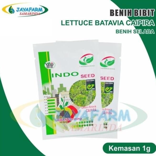 Benih Bibit Tanaman Sayur Selada Batavia Caipira Indo Seed 1 Gram -