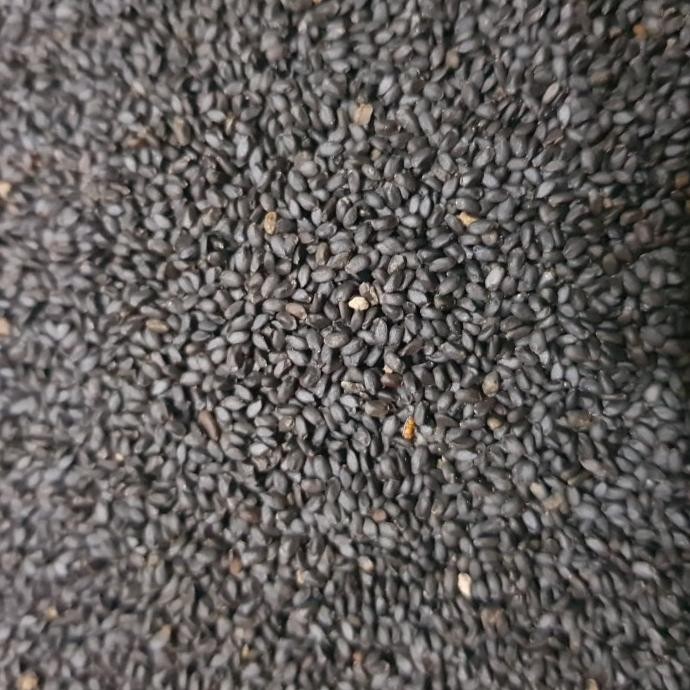 

Grosir Basil Seed / Biji Selasih Import Per 1 Kg Repack / Grosir