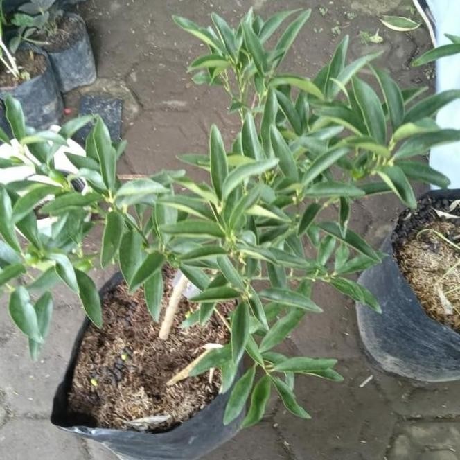 Bibit Tanaman Buah Jeruk Nagami Berbuah-jeruk Nagami Berbuah Asli