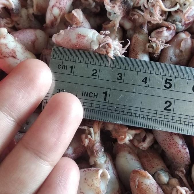 

Sale Baby Cumi Ukuran 2-4Cm 1Kg