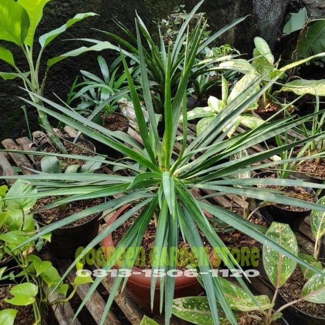 Stock Ready Tanaman Hias - Pohon Bibit Palm Yucca Rostrata Tinggi 50Cm Terlaris