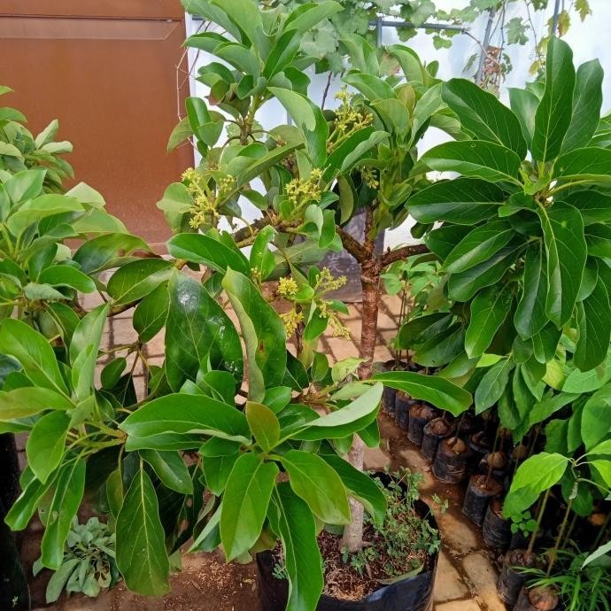 bibit tanaman alpukat subang kelud tinggi 1 m berbunga siap berbuah