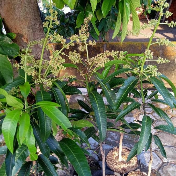 bibit tanaman buah mangga kondisi berbunga pohon mangga berbunga