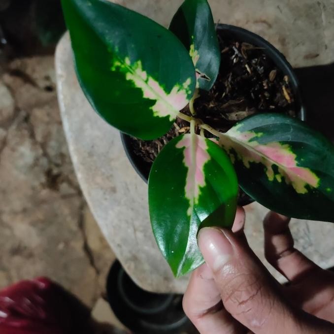 Bibit Tanaman Aglonema Sultan Brunei - Anakan Aglonema Sultan Brunei