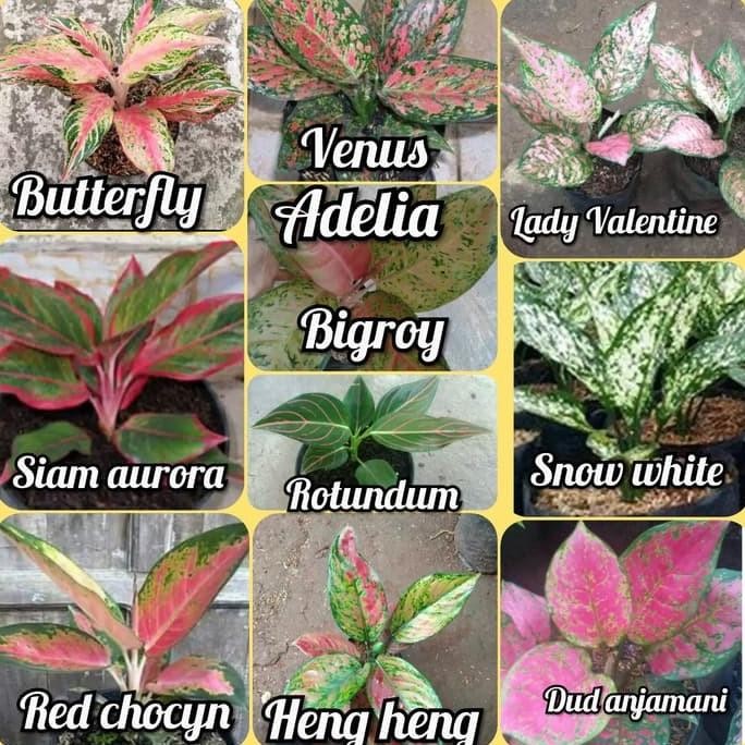 BIBIT TANAMAN HIAS AGLONEMA PAKET 10 JENIS