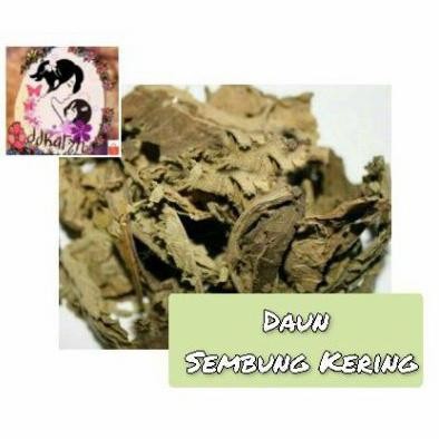 

Tersedia 1kg Daun Sembung kering