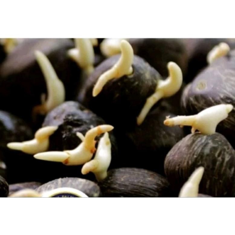 Bijian Benih Sawit Unggul DxP SRIWIJAYA 5