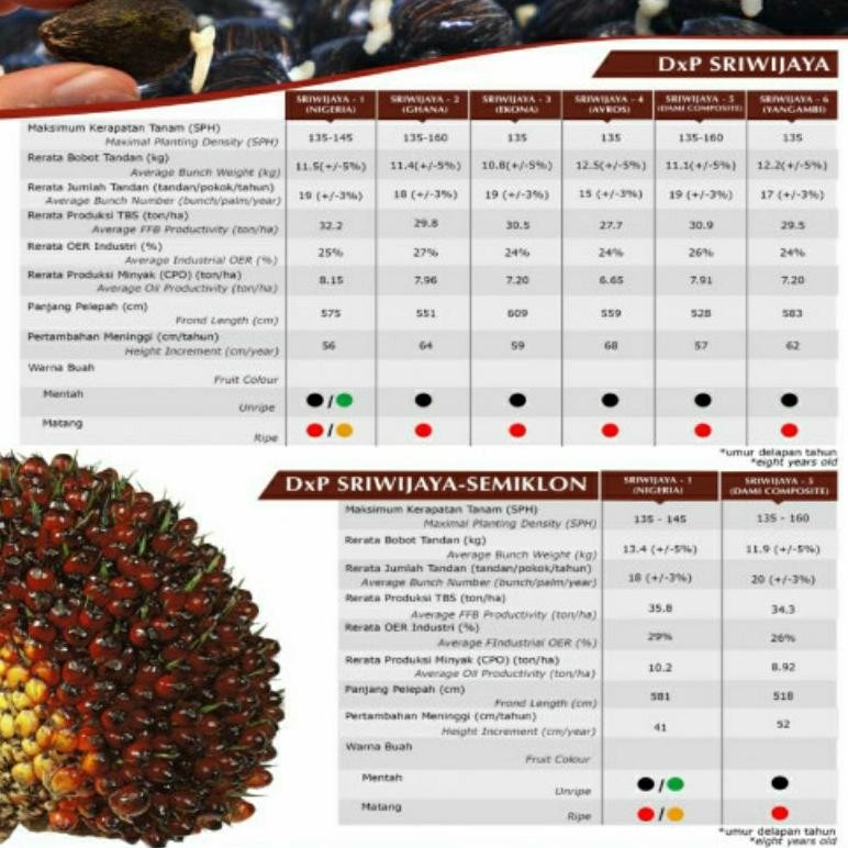bibit kecambah DXP SRIWIJAYA 6 kwalitas unggul
