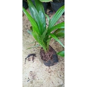 tanaman bibit pohon kelapa sawit bibit unggul kelapa sawit