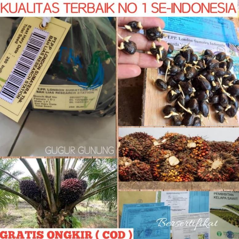 Bibit benih Kecambah Sawit LOSUM kualitas super unggul Bibit  Kelapa Sawit losum benih bibit kecamba