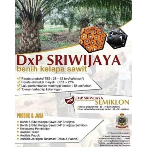 BIBIT KECAMBAH UNGGUL SAWIT SRIWIJAYA 6 ASLI BIBIT SAWIT SJ6 ASLI ORIGINAL KUALITAS UNGGUL TERBAIK