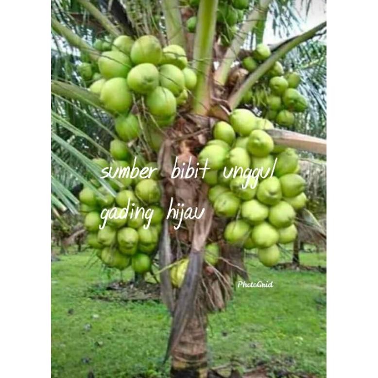 bibit kelapa gading hijau hibrida