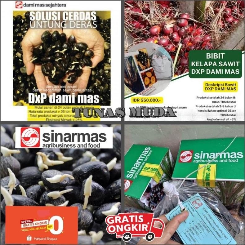 bibit sawit unggul DxP DAMI MAS