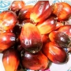 

buah kelapa sawit untuk pancing 20 pcs