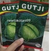 Benih kubis GUTJI F1 20 gram kol hibrida gutji dari ams