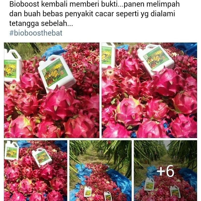 PUPUK HAYATI BIOBOOST ORIGINAL K LINK