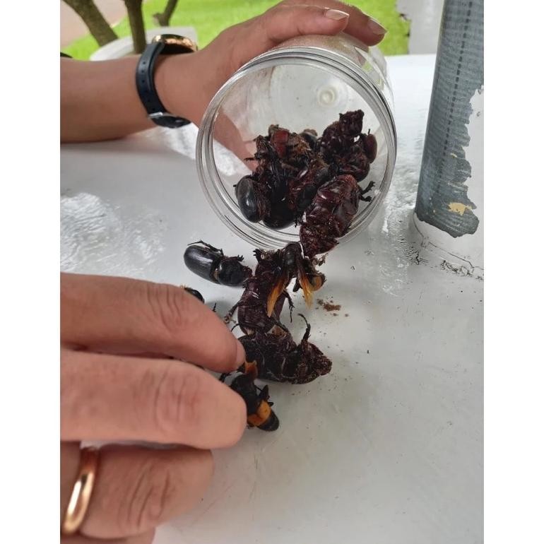 Pengendali Hama Kumbang Tanduk pada Kelapa Sawit