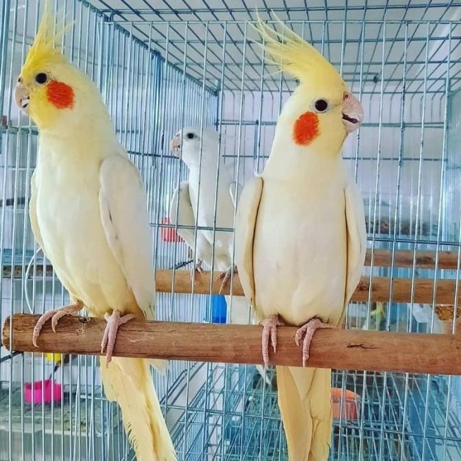 Burung Falk Australia Lutino Mata Merah Sepasang