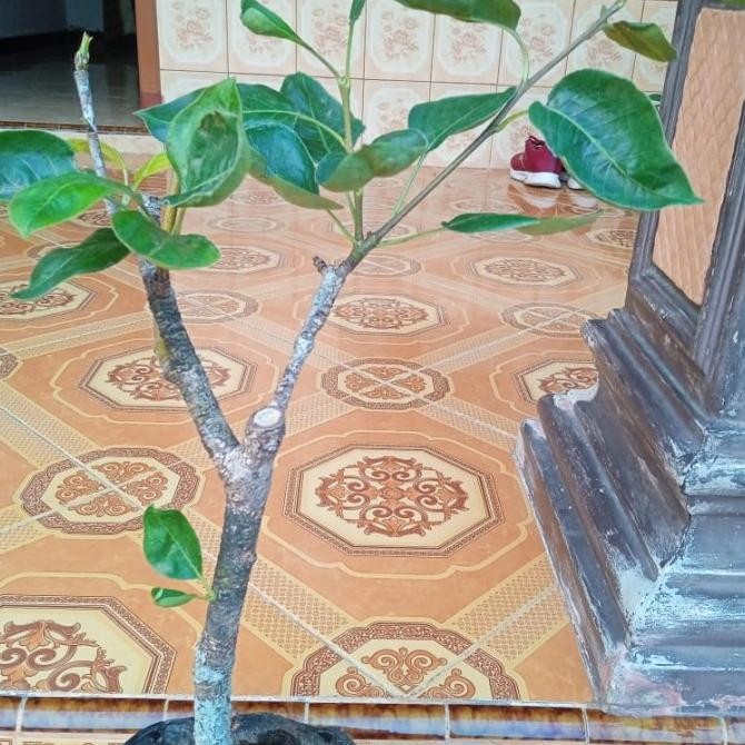 bibit tanaman buah pir madu batang besar BARANG SUPER