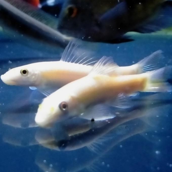 Terlaris Ikan Hias Algaeter Albino Pembersih Lumut Kaca Aquarium