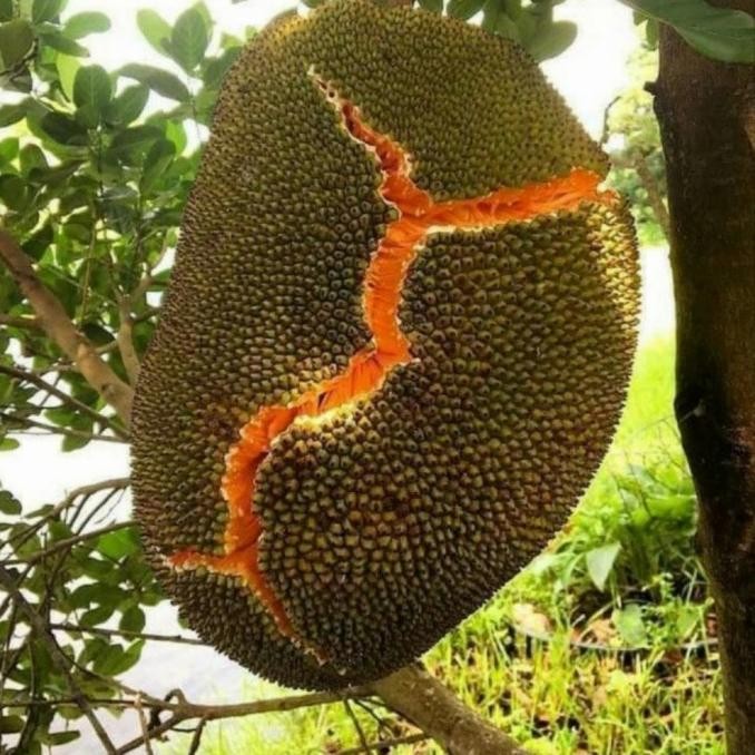 Bibit Tanaman Buah Nangka Merah Unggul - Bibit nangka Merah Super BARANG SUPER