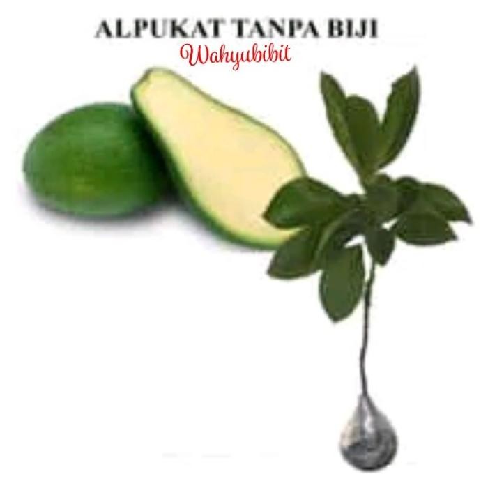 bibit tanaman buah apukat tanpa biji okulasi pohon di dalam pot BARANG SUPER