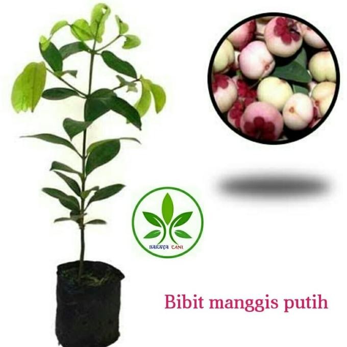 Bibit Tanaman Buah Manggis Putih/Bibit Super Pohon Buah Manggis Putih BARANG SUPER