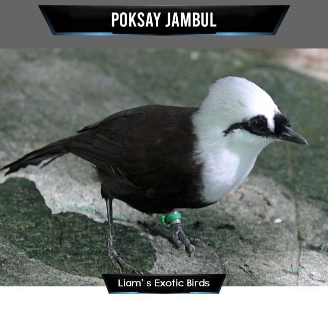 ready Burung Poksay Jambul