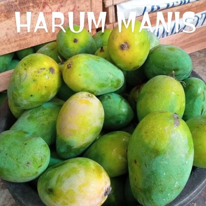 

Sale Mangga Frozen 1Kg