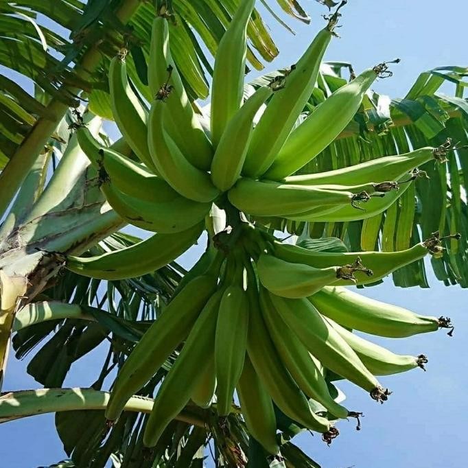 BIBIT POHON PISANG TANDUK-BIBIT TANAMAN BUAH PISANG TANDUK JUMBO ASLI BARANG SUPER