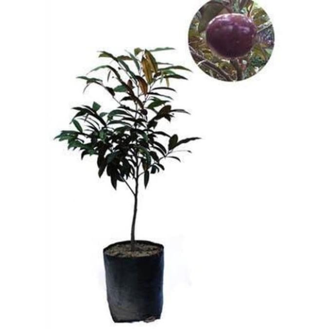Bibit Tanaman Buah Kenitu Ungu BARANG SUPER
