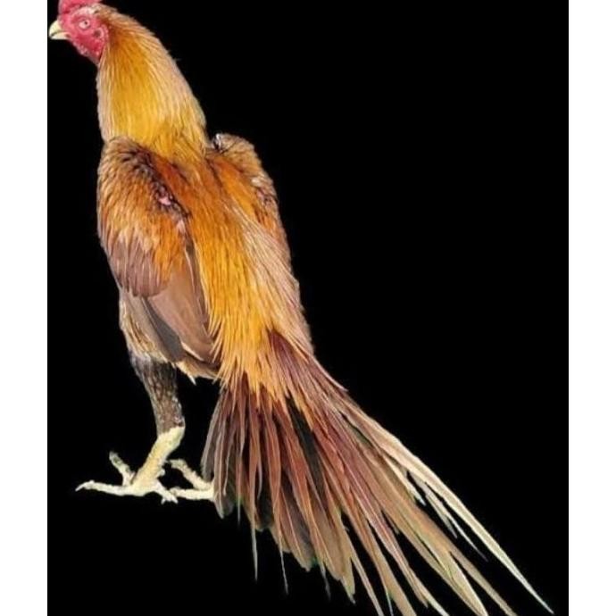 

TELUR VERTIL AYAM EKOR LIDI