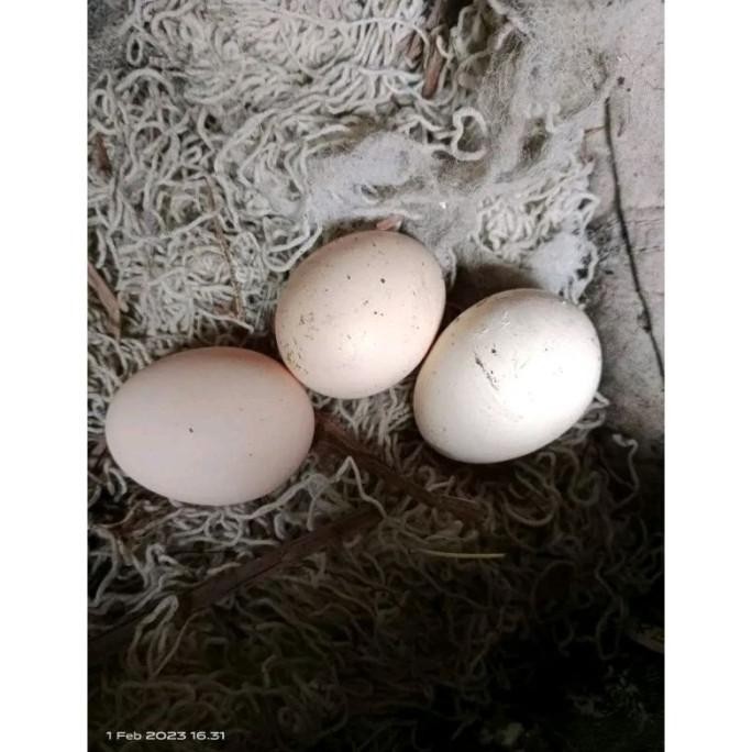 

TELUR AYAM PAKHOY SUPER VERTIL SIAP DI TETASKAN JAMINAN SUPER OIGINAL BERGARANSI