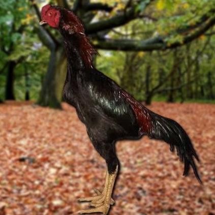 TELUR AYAM PAKHOY WHITE KING VERTIL SIAP DI TETASKAN JAMINAN SUPER OIGINAL BERGARANSI