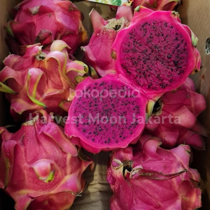 

Murah Harvestmoon Buah Naga Merah Organik Per Dus