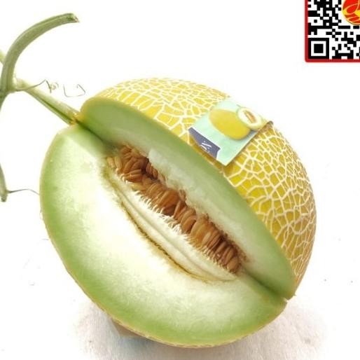 

Sale Buah Melon Hijau Baby Blonde Hydroponic Manis Banyak Air Empuk Sweet