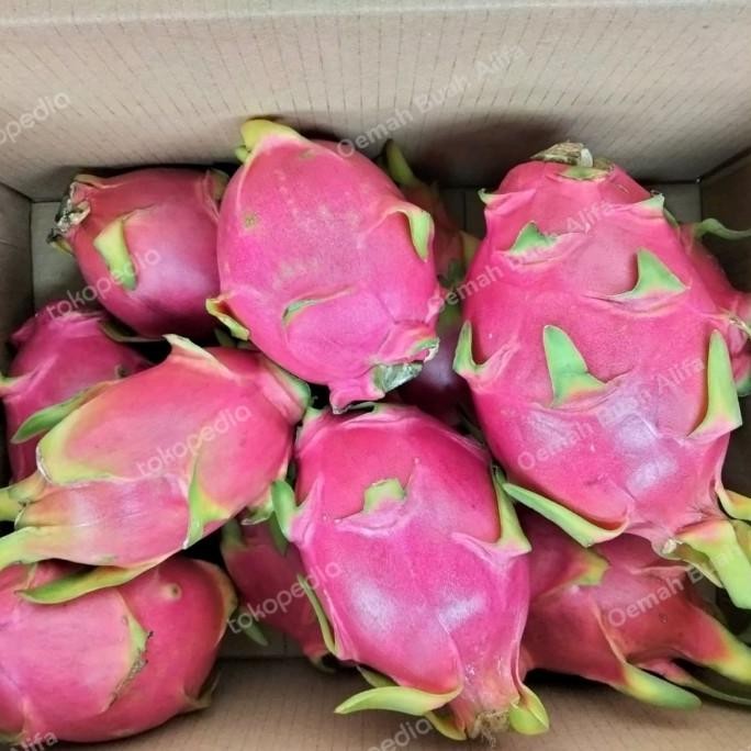 

Murah Buah Naga Putih 1 Dus