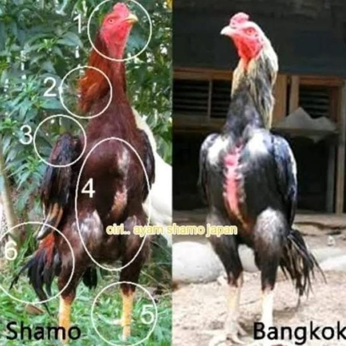 

TELUR VERTIL AYAM SHAMO JAPAN ORINAL