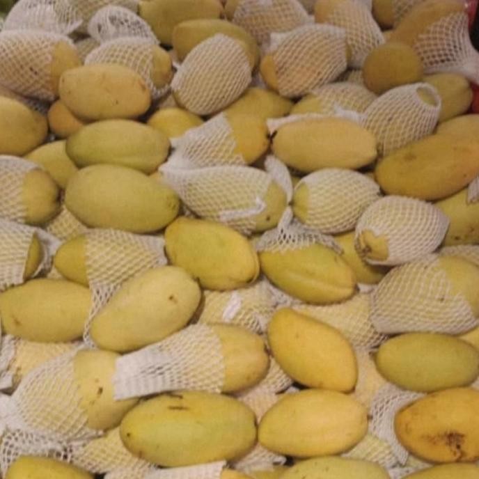 

Murah Mangga Dokmai Thailand Manis 1 Kg