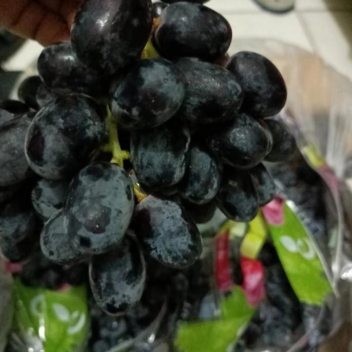 

Murah Buah Anggur Hitam Autum Afrika Tanpa Biji /Seedles Fresh Per 1 Kg