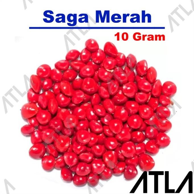 Saga Merah 10 Bibit Tanaman Biji Saga Pohon Buah Herbal ISTIMEWA