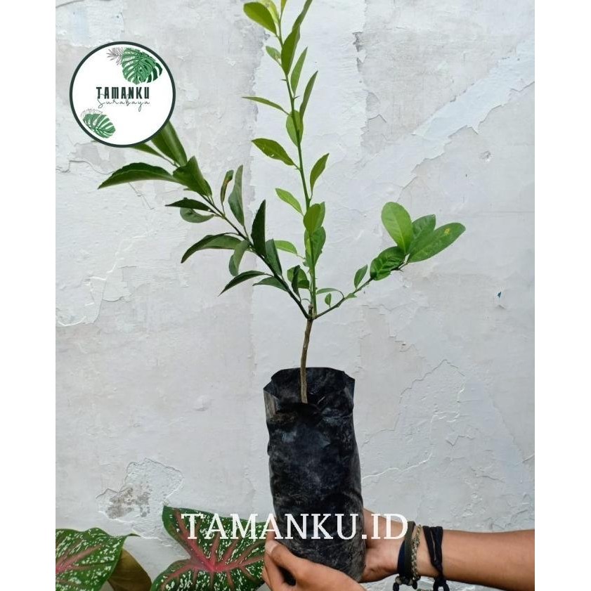 Bibit Jeruk Santang / Tanaman Buah Jeruk Santang MMMM