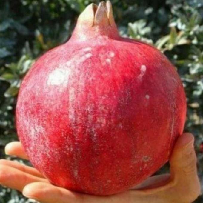 Terlaris Bibit Tanaman Buah delima Jumbo Merah - Bibit Delima Cepat