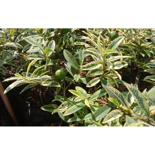 Bibit jambu biji brazil variegata mini kondisi berbuah MMMM