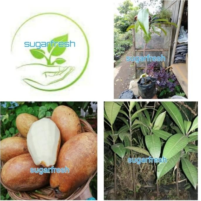 Terlaris bibit tanaman buah Kemang/pohon buah kemang UNGGULAN