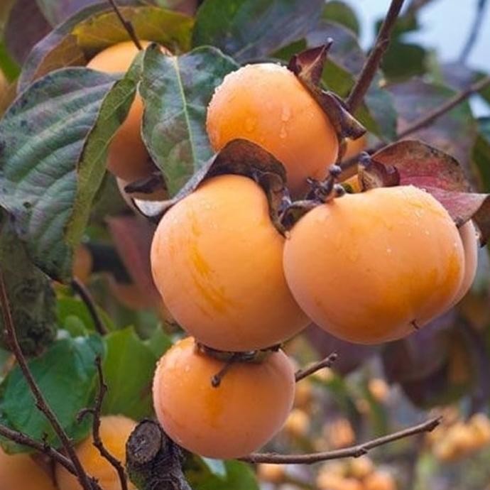 Bibit Buah Kesemek MMMM