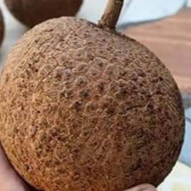 bibit tanaman buah durian gundul pohon durian gundul hasil okulasi ax